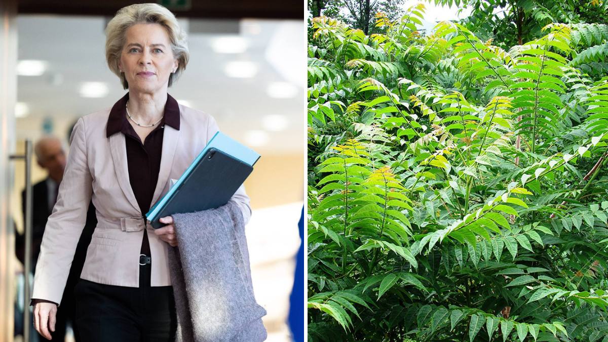 Plante interzise de UE