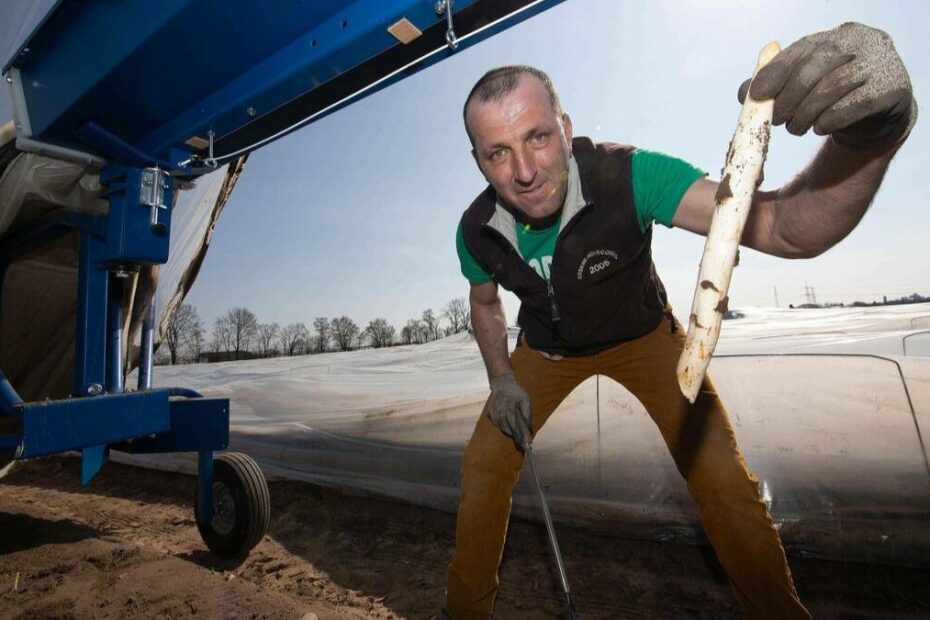 Salariu minim mai mic pentru sezonieri