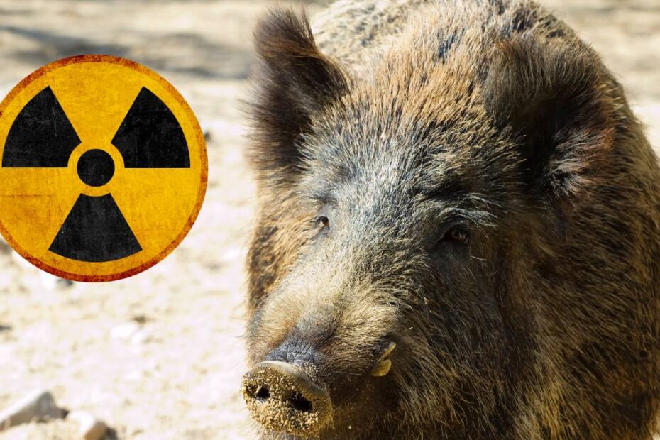 Porci radioactivi în Germania, la 40 de ani după Cernobîl. „Carnea lor e otrăvită”
