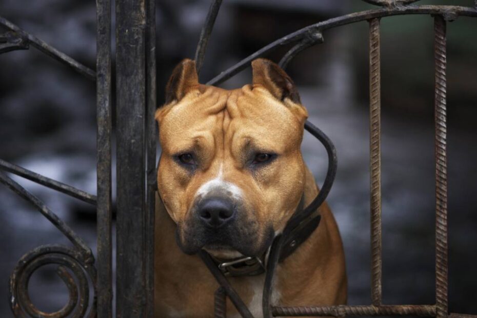Fetiță de 4 ani din Germania, ucisă de câinele iubit al familiei. În imagine un American Staffordshire Terrier