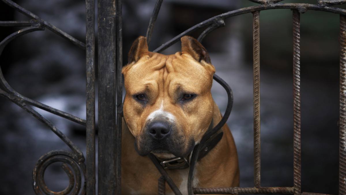 Fetiță de 4 ani din Germania, ucisă de câinele iubit al familiei. În imagine un American Staffordshire Terrier