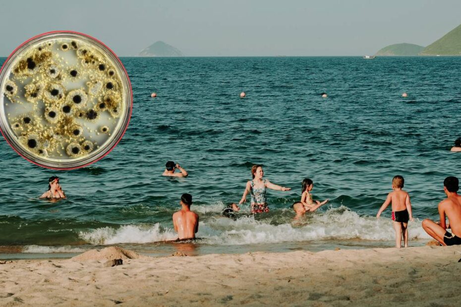 Bacterii carnivore în Marea Baltică