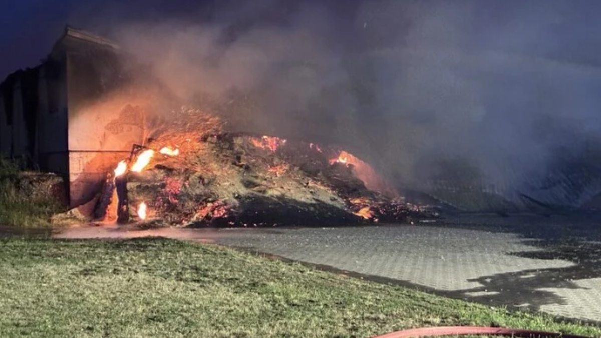Incendiu devastator în Germania: aproximativ 20.000 de porci au murit într-o fermă, cinci pompieri au fost răniți