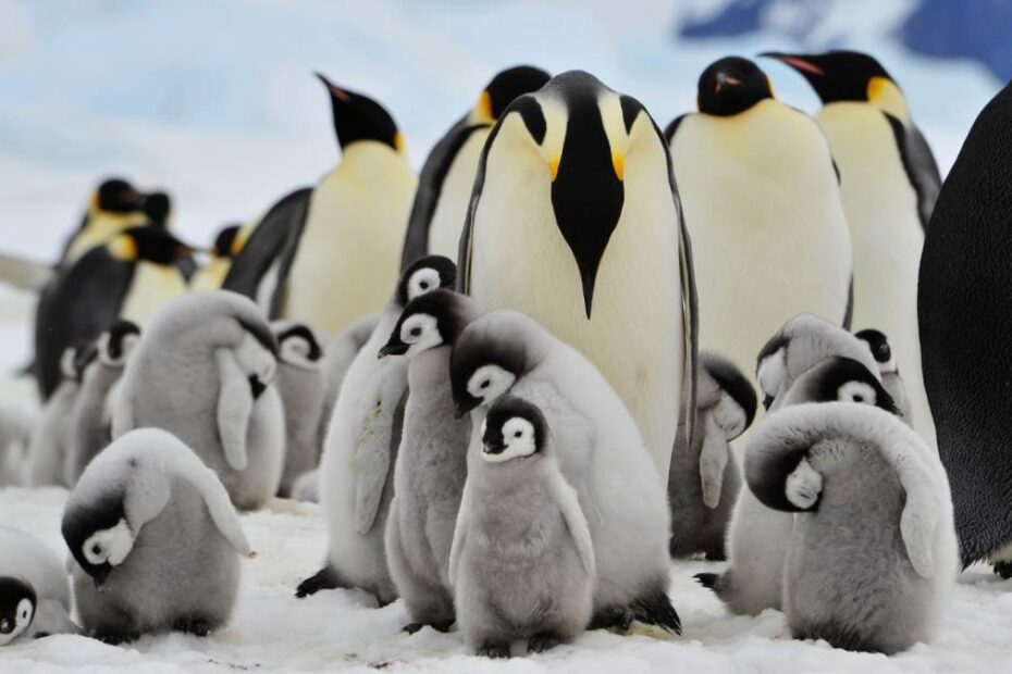 Antarctica caută oameni să numere pinguini