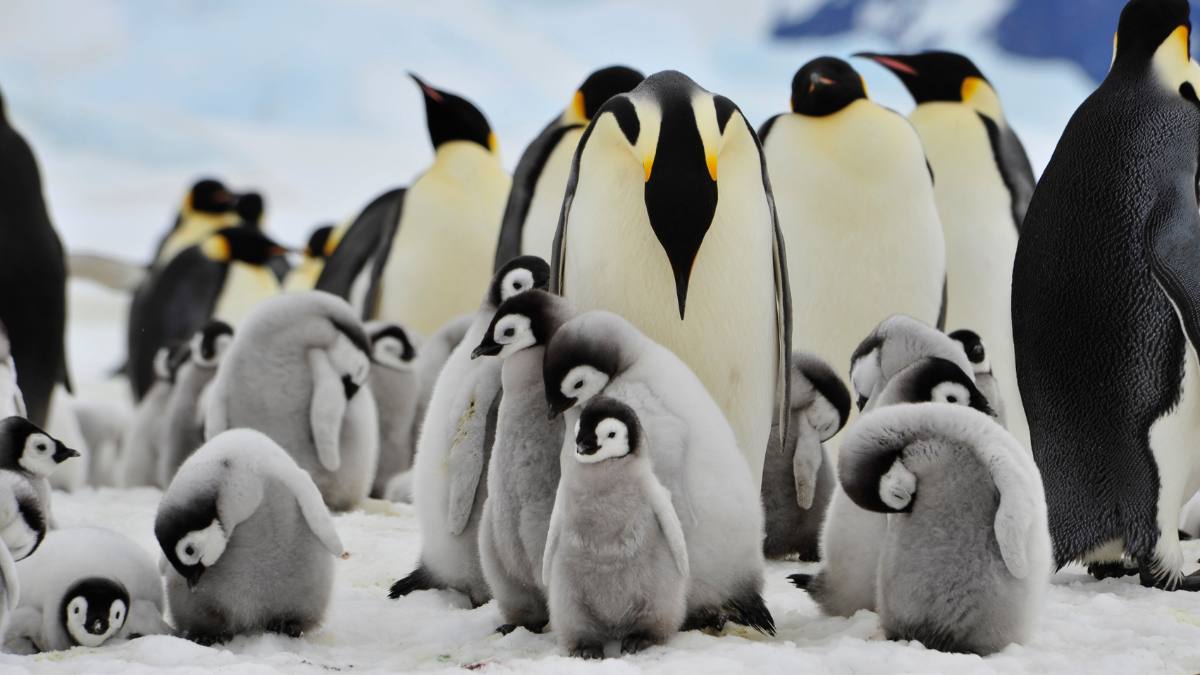 Antarctica caută oameni să numere pinguini