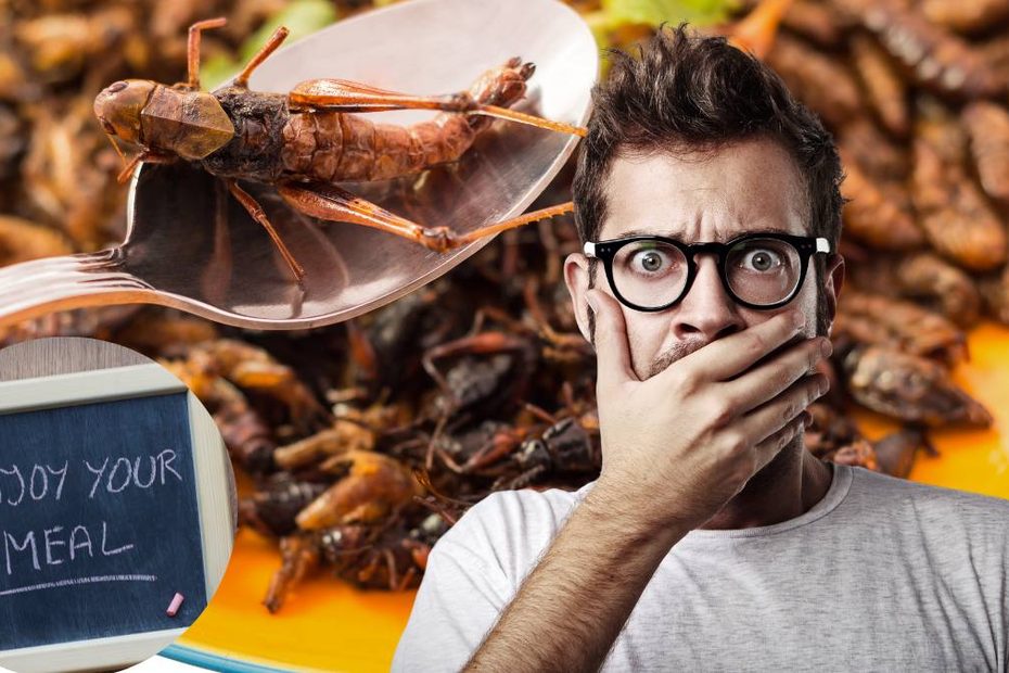 Proteine din insecte pentru alimentație – imagine ilustrativă despre industria fermelor de insecte din Europa