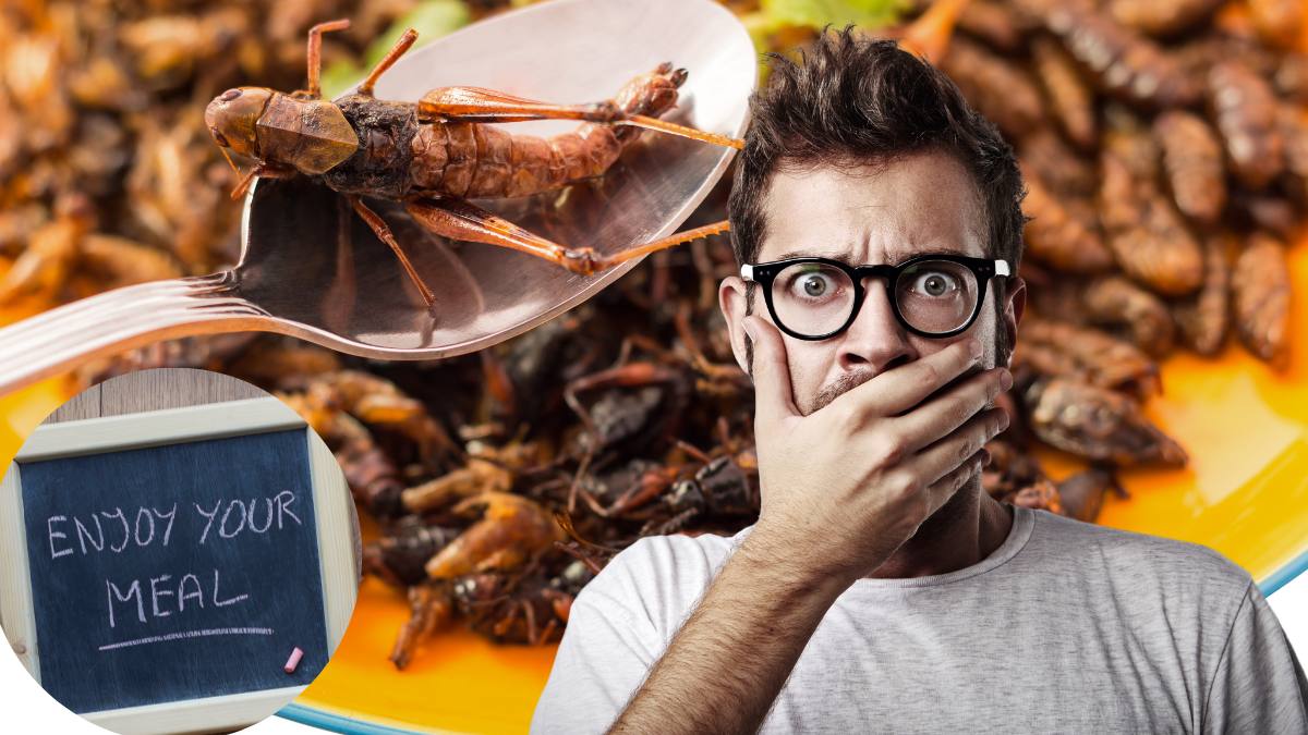 Proteine din insecte pentru alimentație – imagine ilustrativă despre industria fermelor de insecte din Europa
