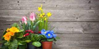 UE interzice ghivecele din plastic